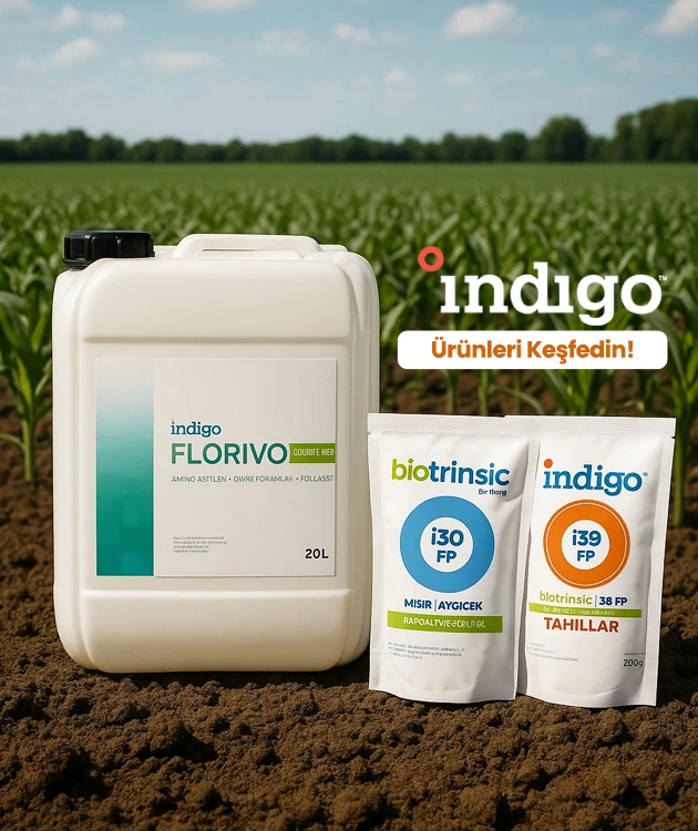 İndigo Ürünleri