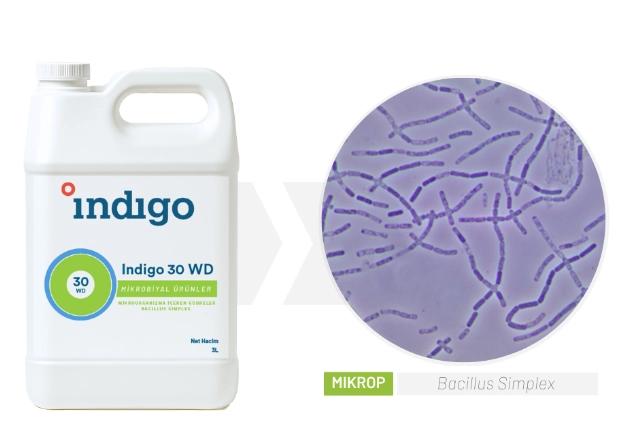 Indigo i30 WD Bacillus Simplex İçerikli Sıvı Mikrobiyal Tohum ve Bitki Çözümü  