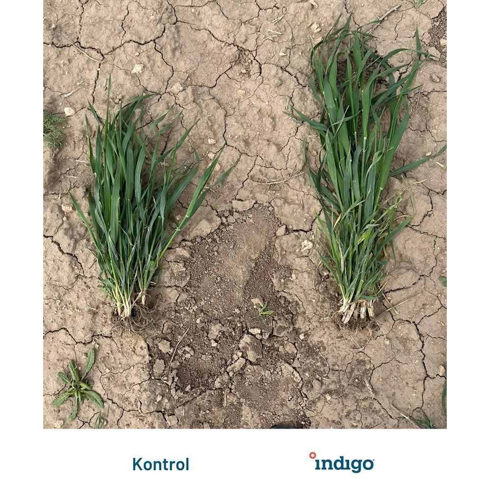  İNDİGO İ39 FP TAHILLAR - AMERİKAN BİYOLOJİK TOHUM KAPLAMA - FAYDALI MİKROPLAR/BAKTERİ/MANTAR 500 GR