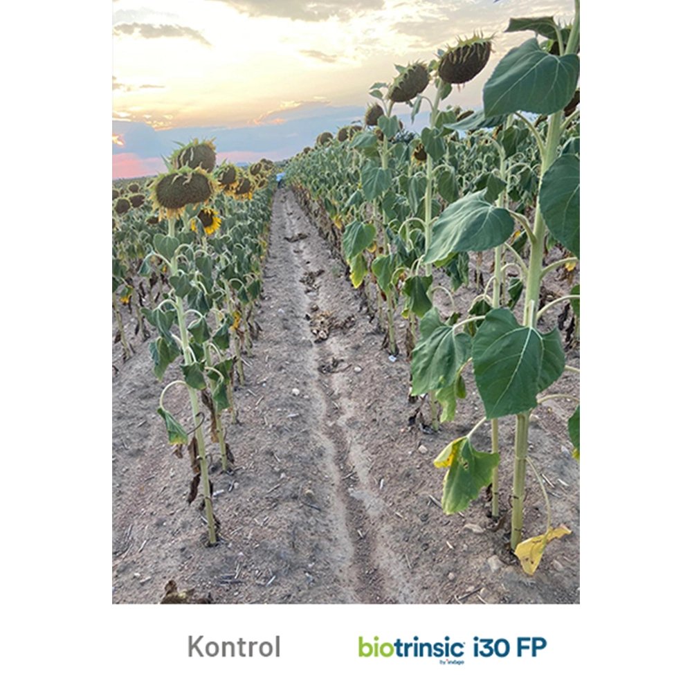 İNDİGO  İ30 FP BİOTRİNSİC AMERİKAN MALI BİYOLOJİK TOHUM KAPLAMA - BAKTERİ/FAYDALI MİKROPLAR 100GR