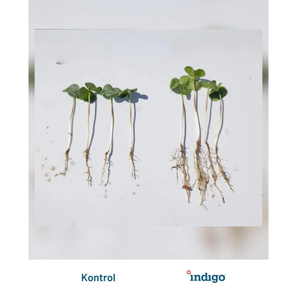 İNDİGO  İ30 FP BİOTRİNSİC AMERİKAN MALI BİYOLOJİK TOHUM KAPLAMA - BAKTERİ/FAYDALI MİKROPLAR 100GR