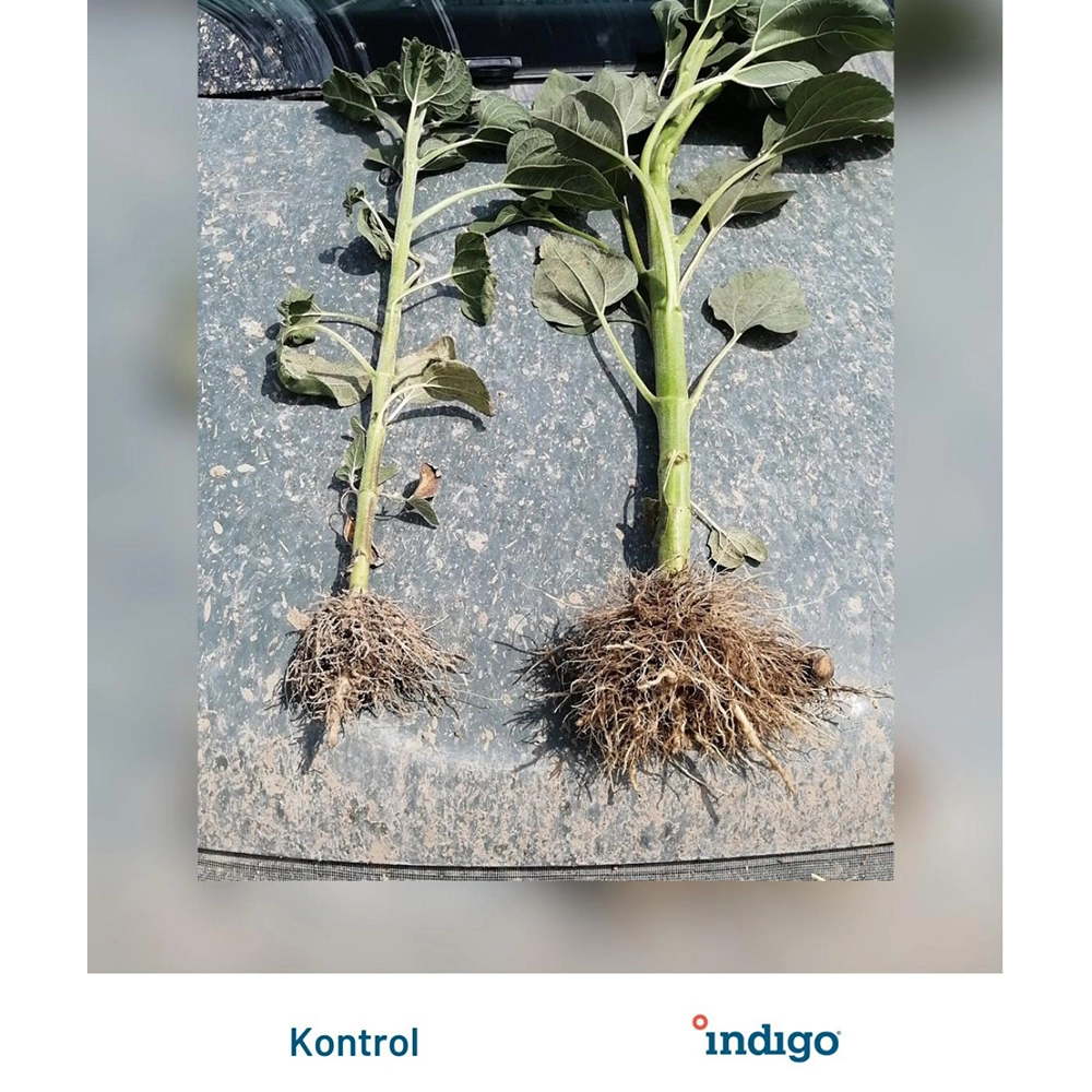 İNDİGO  İ30 FP BİOTRİNSİC AMERİKAN MALI BİYOLOJİK TOHUM KAPLAMA - BAKTERİ/FAYDALI MİKROPLAR 100GR