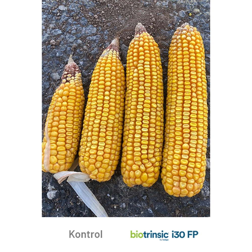 İNDİGO  İ30 FP BİOTRİNSİC AMERİKAN MALI BİYOLOJİK TOHUM KAPLAMA - BAKTERİ/FAYDALI MİKROPLAR 100GR