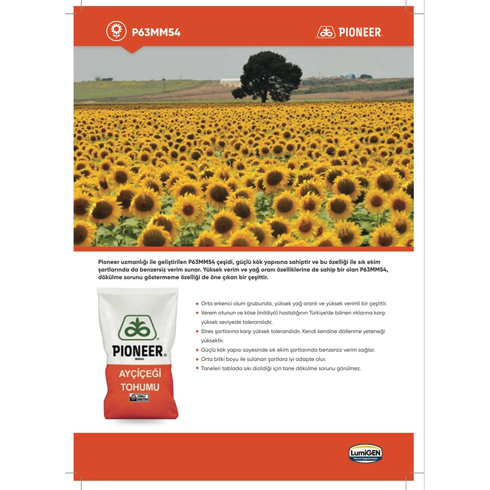 P63MM54 PİONEER AYÇİÇEĞİ TOHUMU