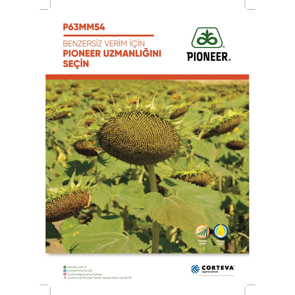 P63MM54 PİONEER AYÇİÇEĞİ TOHUMU