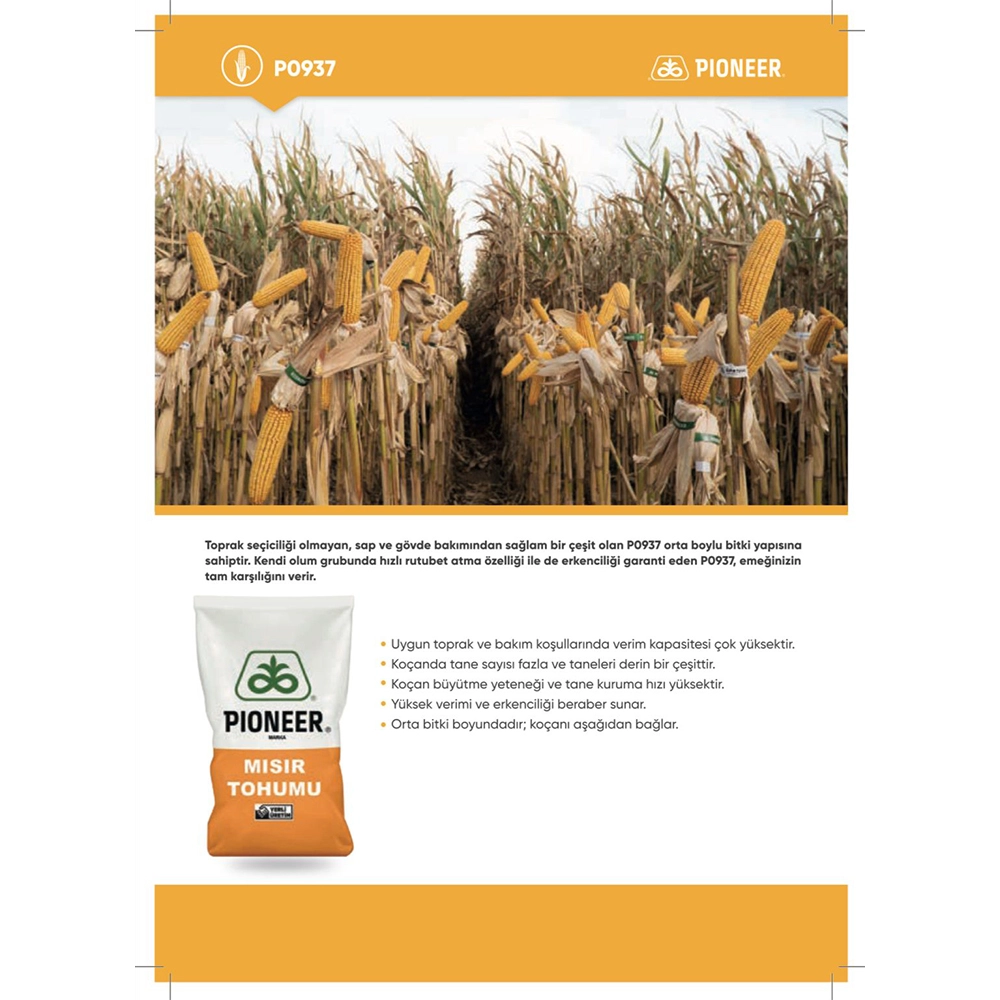 PİONEER P0937 HİBRİT DANELİK MISIR TOHUMU-İLAÇLI