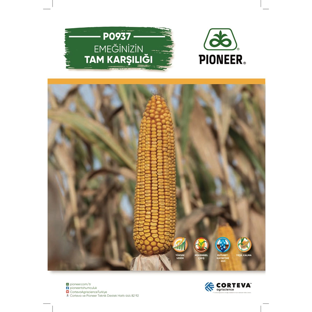 PİONEER P0937 HİBRİT DANELİK MISIR TOHUMU-İLAÇLI