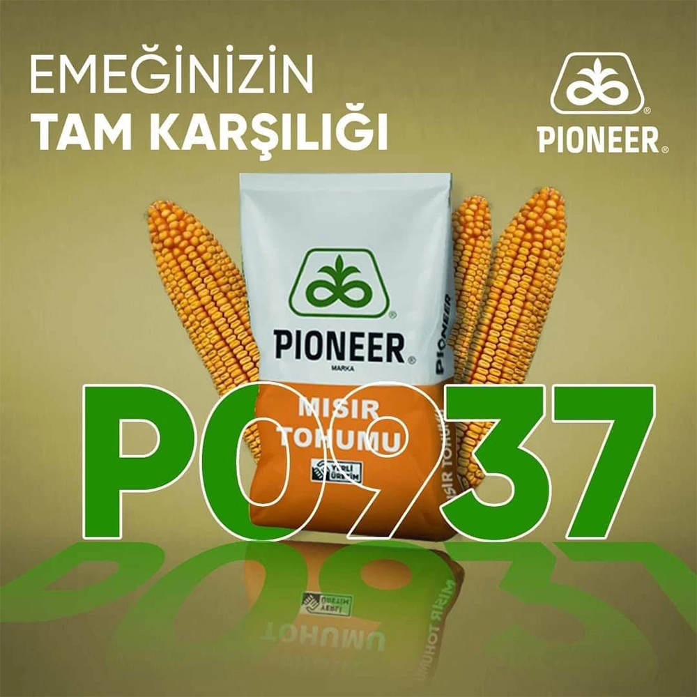 PİONEER P0937 HİBRİT DANELİK MISIR TOHUMU-İLAÇLI