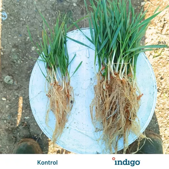 DURTUR TARIM -  İNDİGO İ39 FP TAHILLAR