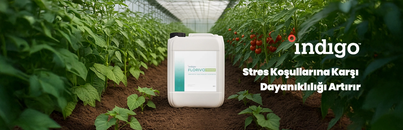 Florivo durtur tarım indigo