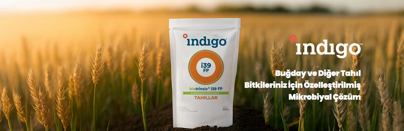 i39 indigo durtur tarım